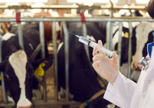 Prefeitura e Conafer ofertam inseminação artificial gratuita para rebanho bovino em Dom Aquino