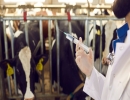 Prefeitura e Conafer ofertam inseminação artificial gratuita para rebanho bovino em Dom Aquino